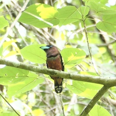 Eurylaimus javanicus