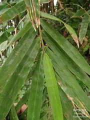 Bambusa pachinensis