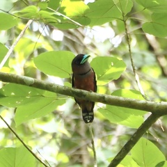 Eurylaimus javanicus