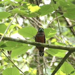 Eurylaimus javanicus