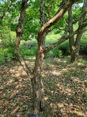 Cornus officinalis