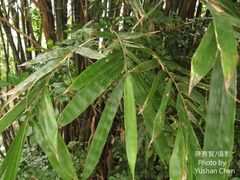 Bambusa pachinensis