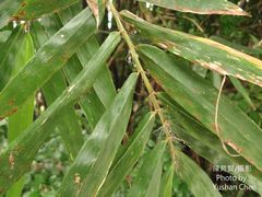 Bambusa pachinensis