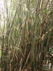 Bambusa pachinensis