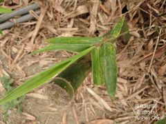 Bambusa pachinensis