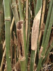 Bambusa pachinensis