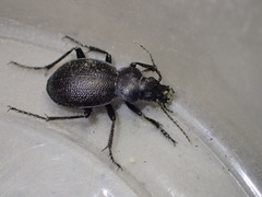 Calosoma luxatum