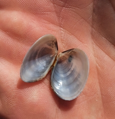 Venerupis largillierti