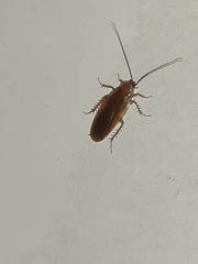 Parcoblatta virginica