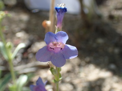 Penstemon pachyphyllus