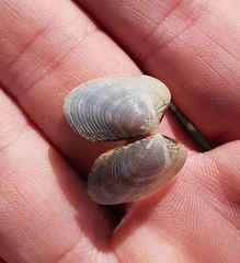 Venerupis largillierti