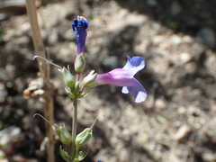 Penstemon pachyphyllus