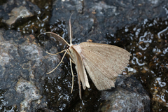 Perixera flavispila