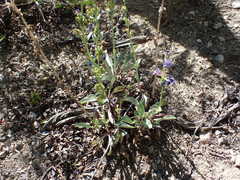 Penstemon pachyphyllus