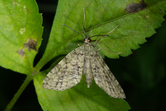 Sauris purpurotincta