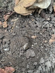 Sphaerodactylus parvus