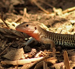 Aspidoscelis costatus