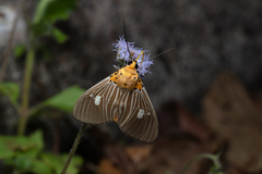Asota plaginota