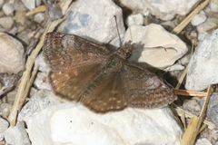 Erynnis icelus