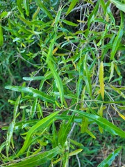 Nuxia oppositifolia