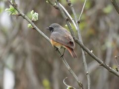 Phoenicurus phoenicurus