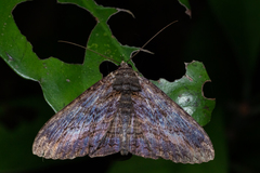 Anisoneura salebrosa