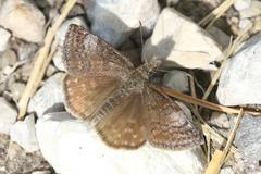 Erynnis icelus