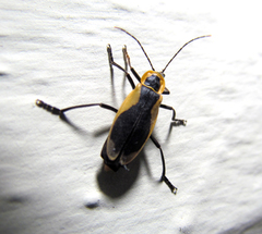 Chauliognathus distinguendus