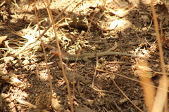 Aspidoscelis costatus