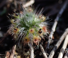 Drosera micrantha