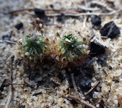 Drosera micrantha
