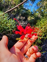 Grevillea wilsonii