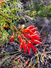 Grevillea wilsonii