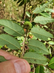 Glochidion benthamianum