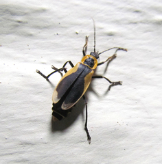 Chauliognathus distinguendus