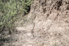 Pituophis deppei deppei