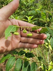 Glochidion benthamianum