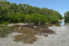 Tecticornia indica