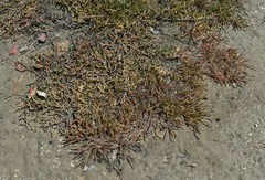 Tecticornia indica