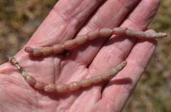 Tecticornia indica