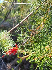 Grevillea wilsonii