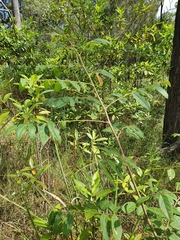 Glochidion benthamianum