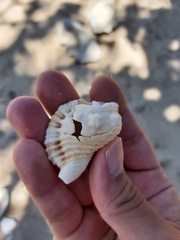 Cymatiidae