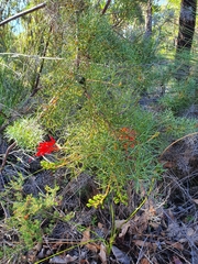 Grevillea wilsonii