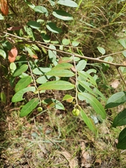 Glochidion benthamianum