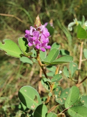 Grona heterocarpos strigosa