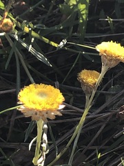 Coronidium gunnianum