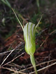 Pterostylis ophioglossa