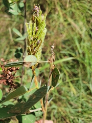Grona heterocarpos strigosa