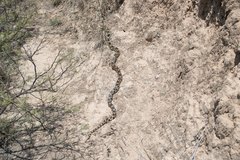 Pituophis deppei deppei